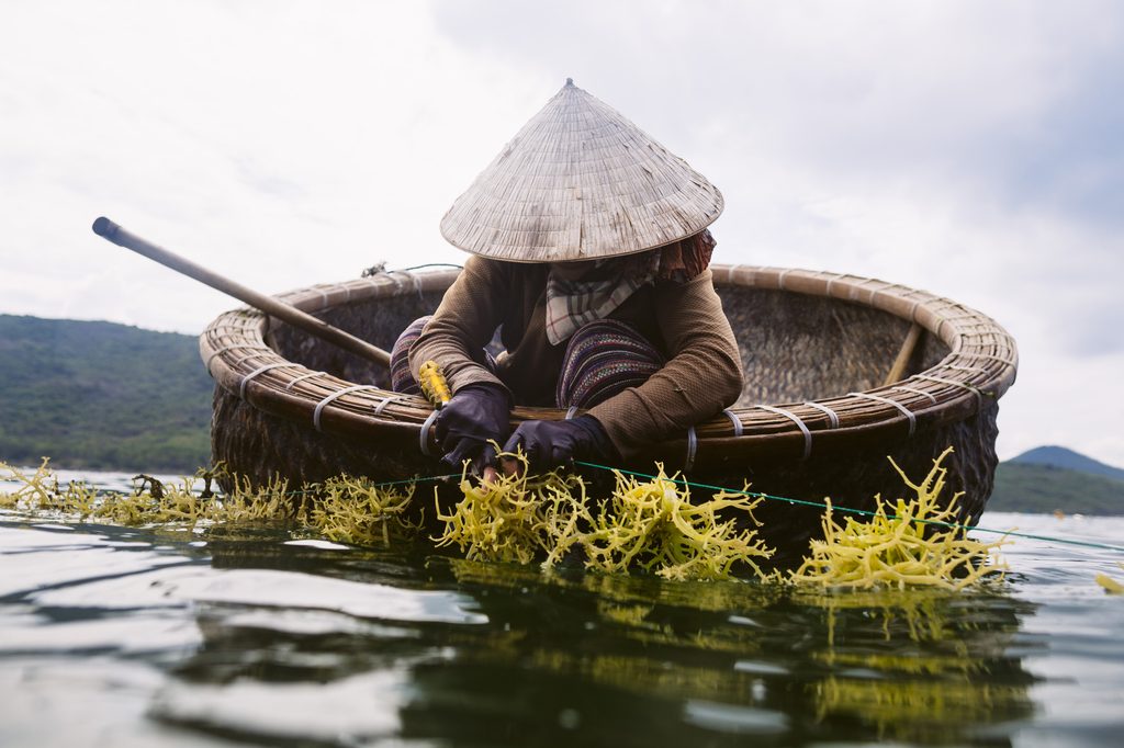 seaweed farming in Bali